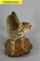 石虎藏品圖，第8張